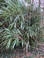 Bamboe - mooi groot en groen blijvend, Tuin en Terras, Planten | Tuinplanten, Ophalen, Vaste plant, Siergrassen, Bloeit niet