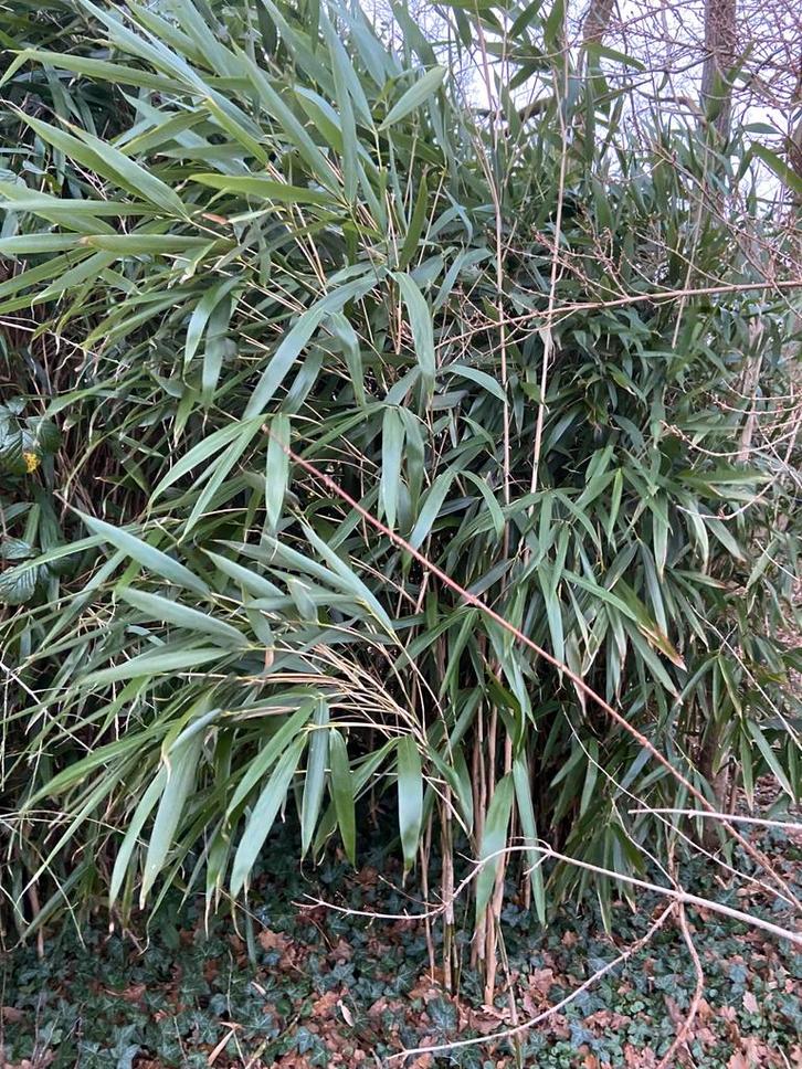 Bamboe - mooi groot en groen blijvend, Tuin en Terras, Planten | Tuinplanten, Vaste plant, Siergrassen, Halfschaduw, Bloeit niet