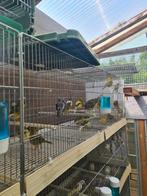 Mooi fifefancy kanaries 26stuks alles een koop, Dieren en Toebehoren, Vogels | Kanaries