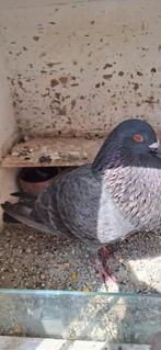 Doffer, Dieren en Toebehoren, Vogels | Duiven, Mannelijk, Kropper