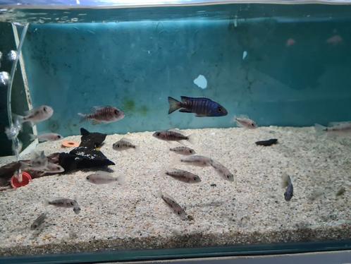Aulonocara Chilumba Malawi Cichliden, Dieren en Toebehoren, Vissen | Aquariumvissen, Zoetwatervis, Vis