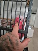 Rose kaketoe man, Dieren en Toebehoren, Vogels | Parkieten en Papegaaien, Mannelijk, Papegaai