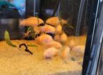 Nakweek Albino corydoras, Dieren en Toebehoren, Vissen | Aquariumvissen, Vis