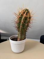 Cactus in vintage bloempot, Ophalen, Cactus, Volle zon, Minder dan 100 cm