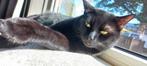 Kater van 1 jaar, Dieren en Toebehoren, Katten en Kittens | Overige Katten, Kater, Kortharig, 0 tot 2 jaar