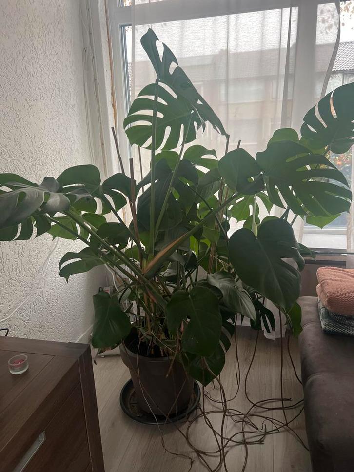 Grote Monstera Deliciosa, Huis en Inrichting, Kamerplanten, Overige soorten, 150 tot 200 cm, Groene kamerplant, Halfschaduw, In pot