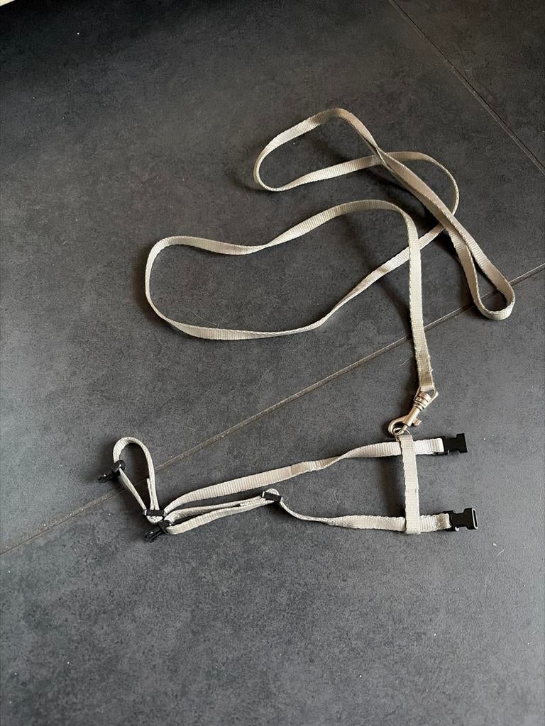 Tuigje kitten, Dieren en Toebehoren, Ophalen of Verzenden, Nieuw