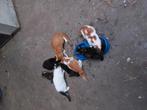 Kittens, Dieren en Toebehoren, Meerdere dieren, Kortharig, 0 tot 2 jaar
