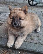 Puppy reu Keeshond, Dieren en Toebehoren, Reu, 8 tot 15 weken, Meerdere, Nederland