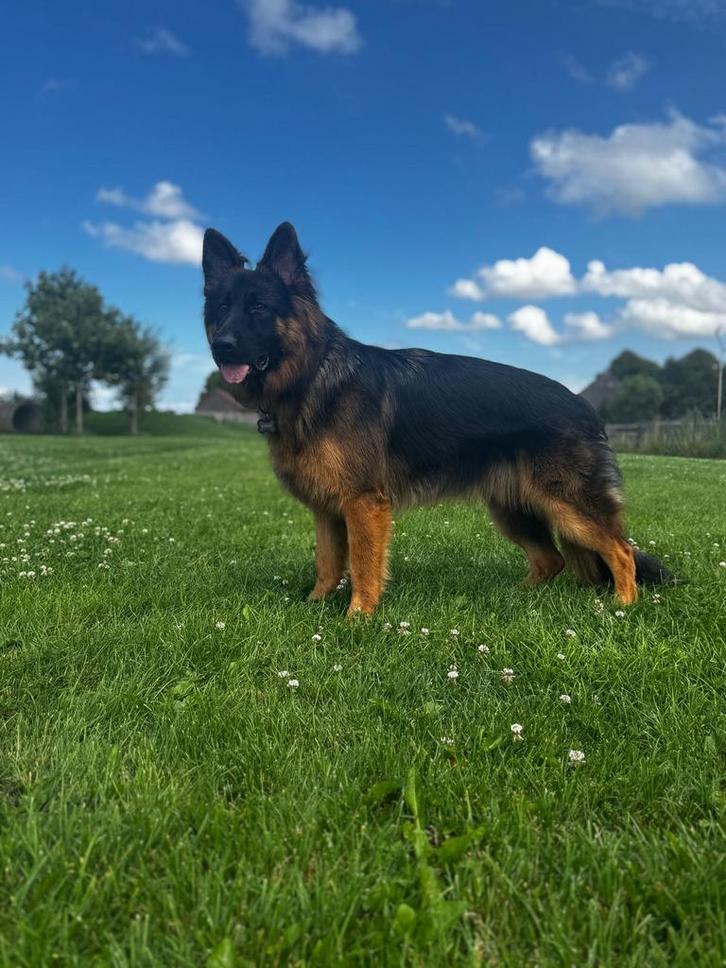 Duitse herder reu, Dieren en Toebehoren, Honden | Herdershonden en Veedrijvers, Reu, Herder, Particulier, Eén hond, Nederland