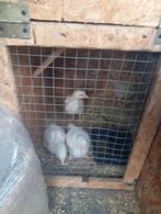 Vleeskuikens, Dieren en Toebehoren, Pluimvee, Meerdere dieren, Eend
