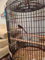super mooie schamalijster met kooi, Dieren en Toebehoren, Vogels | Overige Vogels, Mannelijk, Tropenvogel