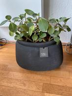 Still bloempot met vetplanten, Tuin en Terras, Ophalen, Kunststof, Minder dan 30 cm, Rond