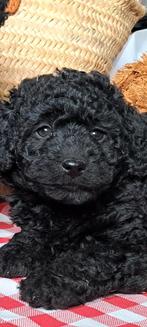 Medium doodle x dwergpoedel pups( hypoallergeen.), Overige rassen, 8 tot 15 weken, CDV (hondenziekte), Meerdere