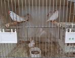 Zebravinken, Dieren en Toebehoren, Vogels | Overige Vogels, Meerdere dieren