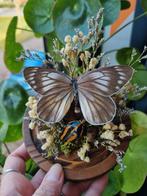 Opgezette vlinder en insect in stolp met droogbloemen deco, Ophalen of Verzenden, Nieuw, Insect, Opgezet dier