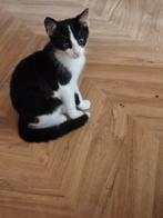 Kitten. Drie maanden oud geen tijd om voor haar te zorgen., Poes