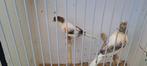 Harlekijn kanaries koppels, Dieren en Toebehoren, Vogels | Kanaries, Meerdere dieren, Kleurkanarie