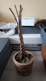 Verwaarloosde plant zoekt nieuw thuis, Ophalen, Overige soorten, Halfschaduw, In pot