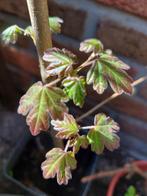Tk oa ratelpopulier wilg hazelaar eik es esdoorn beuk prunus, Tuin en Terras, Planten | Tuinplanten, Ophalen, Zomer, Overige soorten