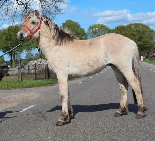 Te koop Super knappe fjord ruin, Dieren en Toebehoren, Paarden en Pony's | Dekhengsten en Fokmerries, Meerdere dieren