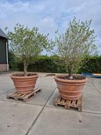 olijfboom in italiaans terra cotta potten terracotta toscane, Tuin en Terras, Bloempotten, Ophalen, 40 cm of meer, Claassen Buitenbeleving