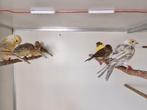 Tekoop 11 kanaries mannen en poppen, Dieren en Toebehoren, Meerdere dieren, Kleurkanarie