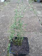 Thijm plant, Tuin en Terras, Planten | Tuinplanten, Ophalen, Volle zon, Vaste plant, Kruiden