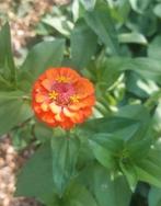 BIO zaden van zinnia uit eigen moestuin, Ophalen of Verzenden, Volle zon