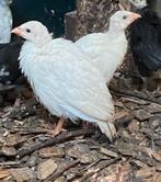 2 parelhoen kuikens tekoop, Dieren en Toebehoren, Pluimvee, Geslacht onbekend, Kip