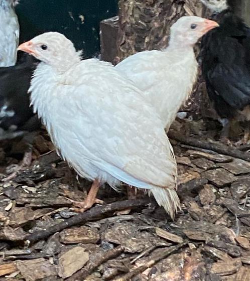 2 parelhoen kuikens tekoop, Dieren en Toebehoren, Pluimvee, Kip, Geslacht onbekend