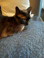 Te koop poes kruising/bengaal, Poes