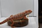 Verschillende baardagamen, Dieren en Toebehoren, Reptielen en Amfibieën, Hagedis, 0 tot 2 jaar