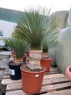 Yucca rostrata op stam, Tuin en Terras, Planten | Tuinplanten, Verzenden, Zomer, Overige soorten, Volle zon