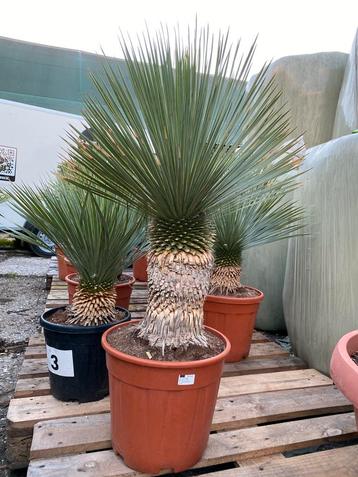 Yucca rostrata op stam beschikbaar voor biedingen