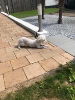 Tegen geringe vergoeding maltezer hondje, Dieren en Toebehoren, Honden | Chihuahua's en Gezelschapshonden, 6 jaar of ouder, Maltezer