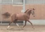 Zeer knappe getalenteerde 2,5 jarige For Romance, Merrie, Springpaard, Minder dan 160 cm, 3 tot 6 jaar