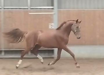 Zeer knappe getalenteerde 2,5 jarige For Romance beschikbaar voor biedingen