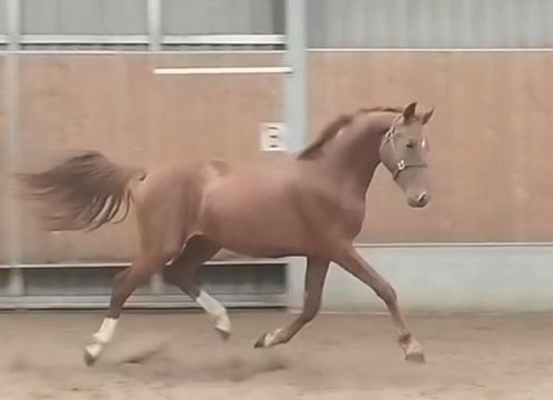 Zeer knappe getalenteerde 2,5 jarige For Romance, Dieren en Toebehoren, Paarden, Merrie, Onbeleerd, Minder dan 160 cm, 3 tot 6 jaar