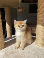 Stamboom Britse korthaar kittens Black golden shaded, Dieren en Toebehoren, Meerdere dieren, Gechipt, 0 tot 2 jaar