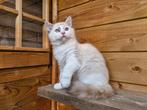 Ragdoll poesje met stamboom, mag verhuizen., Dieren en Toebehoren, Katten en Kittens | Raskatten | Langhaar, Poes, Gechipt, 0 tot 2 jaar