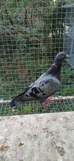 Postduiven jonge doffer, Dieren en Toebehoren, Vogels | Duiven, Mannelijk, Postduif