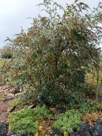 Vlinderstruik, Ophalen, Vlinderstruik, Minder dan 100 cm