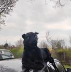 GEZOCHT! grote zwarte panter knuffel, Ophalen of Verzenden, Zo goed als nieuw, Overige typen