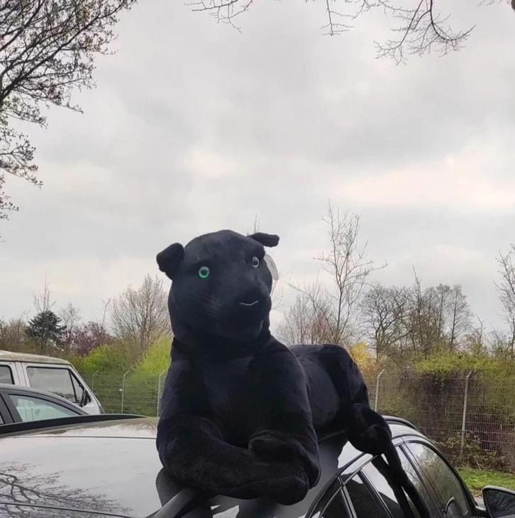 GEZOCHT! grote zwarte panter knuffel, Kinderen en Baby's, Speelgoed | Knuffels en Pluche, Zo goed als nieuw, Overige typen, Ophalen of Verzenden