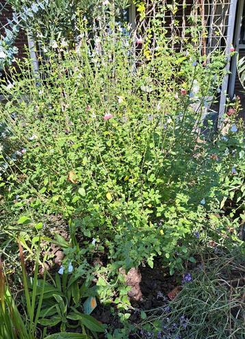 Salvia microphylla 'Hot Lips' beschikbaar voor biedingen