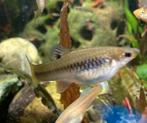 Limia Perugiae, Dieren en Toebehoren, Vissen | Aquariumvissen, Vis, Zoetwatervis
