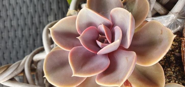 prachtig grote rozetten 'perle von nurnberg', voor binnen, Huis en Inrichting, Kamerplanten, Overige soorten, Minder dan 100 cm