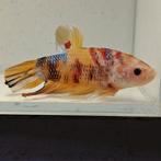 Betta splendens man 04, Vis
