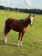 2 B welsh ponys, Dieren en Toebehoren, Pony's, Merrie, B pony (1.17m tot 1.27m), Gechipt, 3 tot 6 jaar